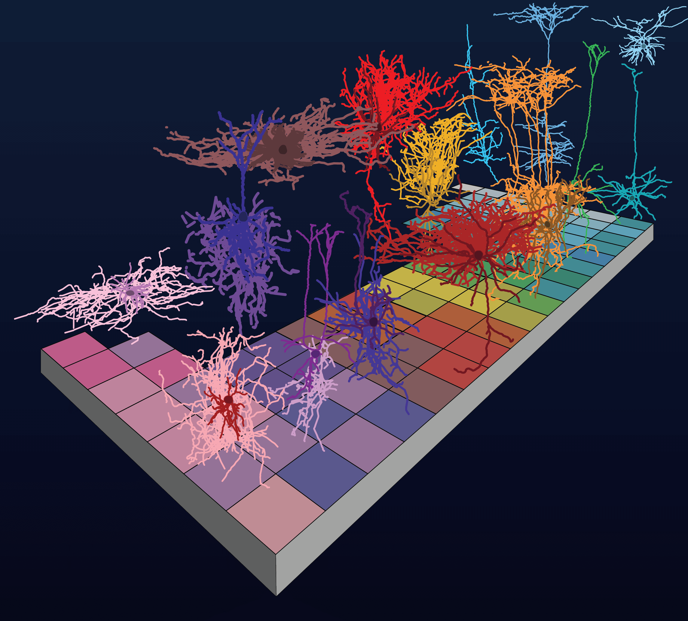 Square grid image resembling the periodic table, depicting 46 types of neurons in the visual cortex of a mouse brain organized by function. Neuron images created by Hongkui Zeng’s team at the Allen Institute for Brain Science using dye-injected probes to color neurons and computational analysis to classify cell types.